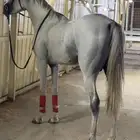 حصان شعبي كفو