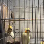 جوز كروان منتج شرط