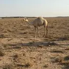 حاشي عمره 7 شهور