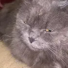 قطوه للبيع أليفه متربيه للتواصل على الرقم