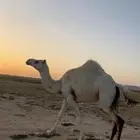 للبيع ناقه كفووو