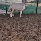 للبيع مشروع فحل حري صنف ابرص