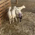 فران للبيع
