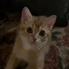 قط سكوتش ذكر ضائع بالقادسيه 2 حي الراجحي