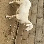 رخل