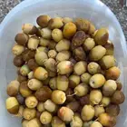 روثانة فاخره
