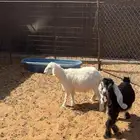 خروف وجفره