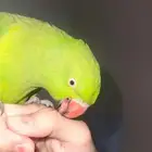 انثى بغبغاء الدره للبيع