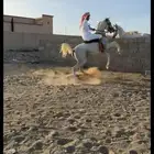 للبيع حصان كفو وشخصيه شعبي عمره 4سنين وشرط سلامه