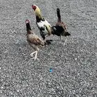 دجاج باكستاني للبيع