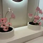 مدخل مواليد
