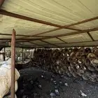 حمام