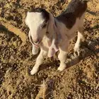 تيس عمره ثلاة ايام يدغر اي عنز