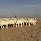 رخال جذعات منوة مدورين الزين دفيع شرط سونار