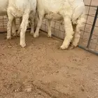 تم البيع