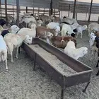 رفيدي