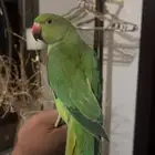 ببغاء دره اليفه وحجمه كبير ماشاءالله سوبر جامبو يوجد مقطع
