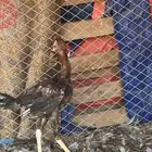 للبيع بكستاني