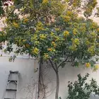 شجرة كاسيا جلوكا وشجرة فرشة الزجاج