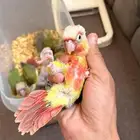 فروخ كنيور هدد داخلي الحق ماشاءالله