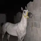 حصان كفو للبيع الحد 3500