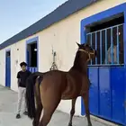 حصان شعبي كفو