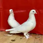 حمام تركي