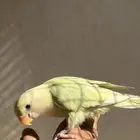 روز اليف وهدد( -تم البيع -)