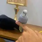 بادجي اليففف