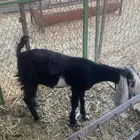 جفره