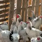 دجاج براهما