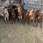 معزا دفيع مضروبة من كلهاري