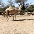 بعير شمال اشقح شرط من جميع العذاريب
