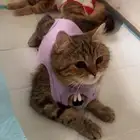 قطط تبني