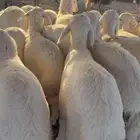 بهم حري العدد 19 فيه 6 رخال