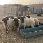 للبيع طليان نعييم
