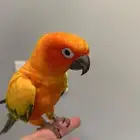 ببغاء صن كنيور