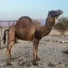 البيع جمل احمر