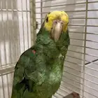 طير امزوني