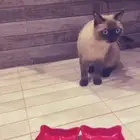 قط ضايع بحي النخيل اللي يحصله له مكافاه