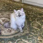 هملايا ام وولدها