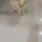 قطط