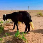 ذبايح سواكن جذعان
