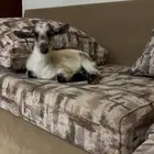 تيس قزم للبيع