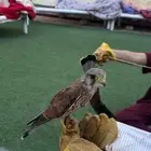 باشق نص مدرب للبيع