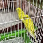 عصفور بادجي