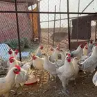 بسم الله ماشاءالله تبارك