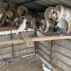 حمام للبيع