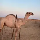 قعود اشقح للبيع