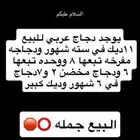 دجاج عربي بلدي